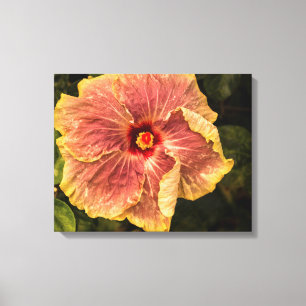 Hawaiian Lilac Hibiskus von Kauai Fotograf Leinwanddruck