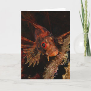 Hawaiian Lionfish Karte