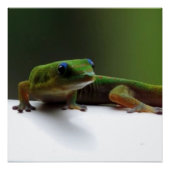 Hawaiian lizard Gecko Poster (Vorderseite)