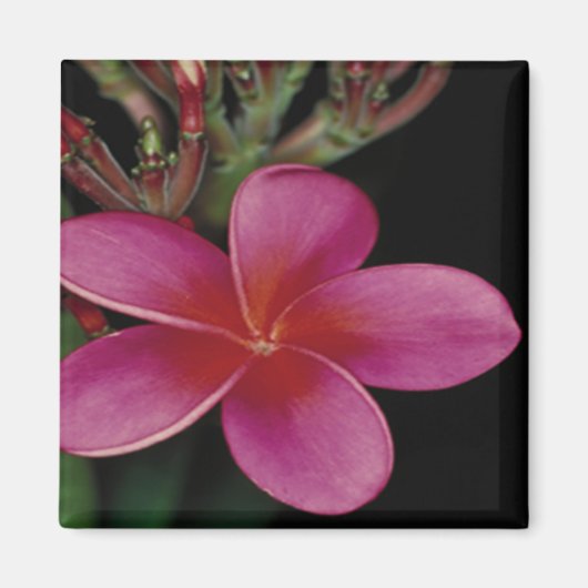 Hawaiian Magnet (Vorne)