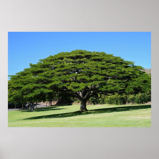 Hawaiian Majestic Tree Poster (Vorne)