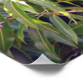 Hawaiian Mangoes Poster (Ecke)