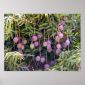 Hawaiian Mangoes Poster (Vorne)