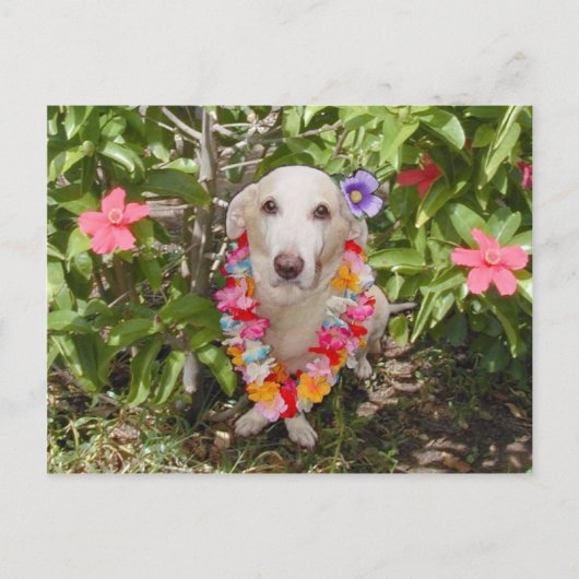 Hawaiian Myrtie Postcard Postkarte (Vorderseite)