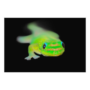 Hawaiian Neon Colored Gecko Fotodruck