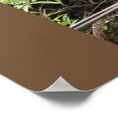 HAWAIIAN OHIA TREE POSTER (Ecke)