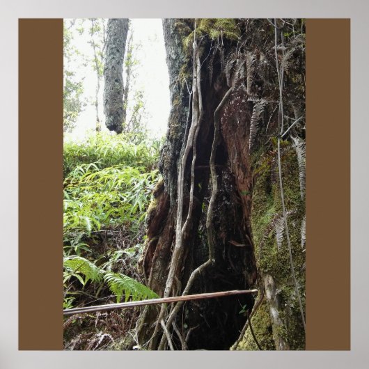 HAWAIIAN OHIA TREE POSTER (Vorne)