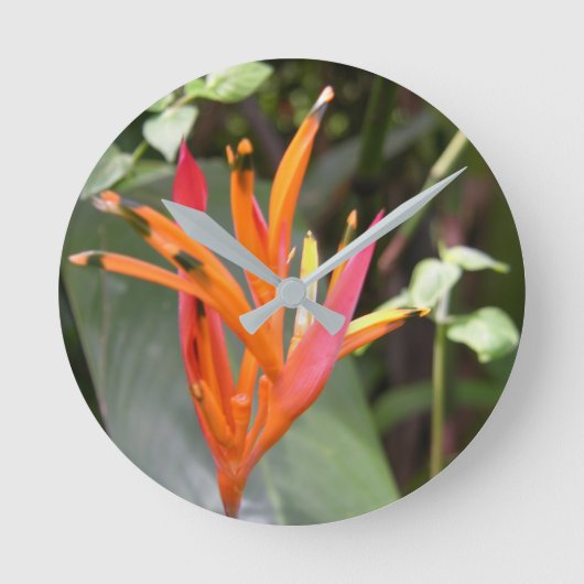 Hawaiian Orange Bird of Paradise Blume Square Runde Wanduhr (Vorderseite)