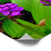 Hawaiian Orchids Poster (Ecke)