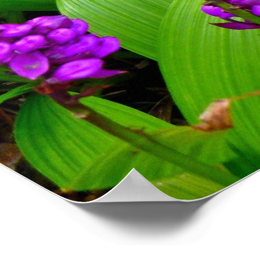 Hawaiian Orchids Poster (Ecke)