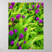 Hawaiian Orchids Poster (Vorne)