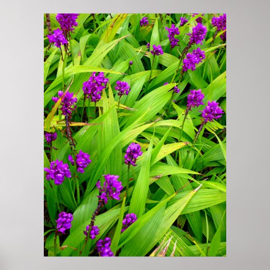 Hawaiian Orchids Poster (Vorne)