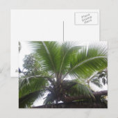 Hawaiian Palm Tree Nah Postkarte (Vorne/Hinten)
