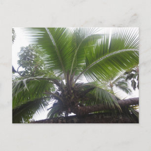 Hawaiian Palm Tree Nah Postkarte