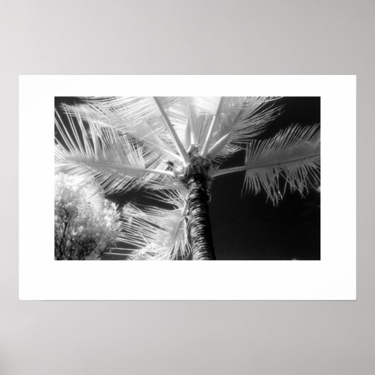 Hawaiian Palm Tree Poster (Vorne)