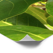 Hawaiian Pikake Jasmine Blossom Poster (Ecke)