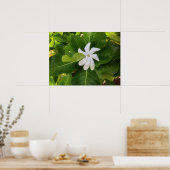 Hawaiian Pikake Jasmine Blossom Poster (Küche)