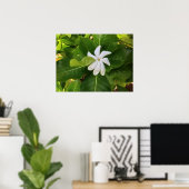 Hawaiian Pikake Jasmine Blossom Poster (Heimbüro)