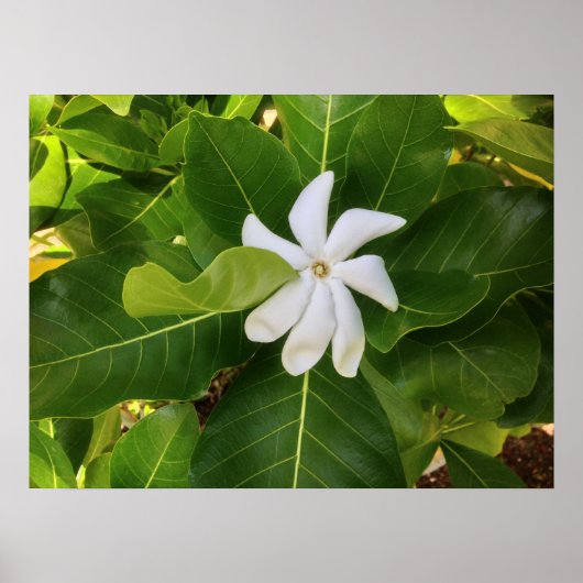 Hawaiian Pikake Jasmine Blossom Poster (Vorne)