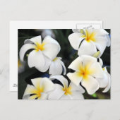 Hawaiian Plumeria Cascade Postcard Postkarte (Vorne/Hinten)