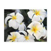 Hawaiian Plumeria Cascade Postcard
