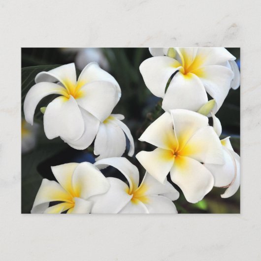 Hawaiian Plumeria Cascade Postcard Postkarte (Vorderseite)