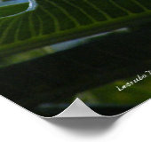 Hawaiian Plumeria Poster (Ecke)