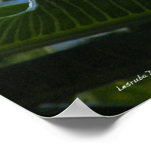 Hawaiian Plumeria Poster (Ecke)