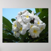 Hawaiian Plumeria Poster (Vorne)
