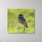 Hawaiian Pueo Leinwanddruck (Vorderseite)