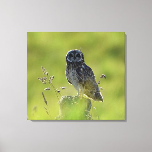 Hawaiian Pueo Leinwanddruck (Vorderseite)