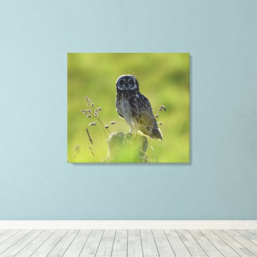 Hawaiian Pueo Leinwanddruck (Insitu (Holzboden))