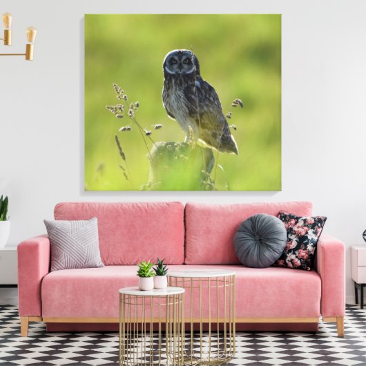 Hawaiian Pueo Leinwanddruck (Insitu (Wohnzimmer))