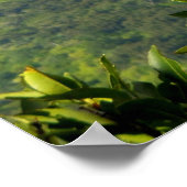 Hawaiian Rainbow Poster (Ecke)