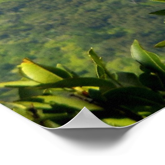 Hawaiian Rainbow Poster (Ecke)