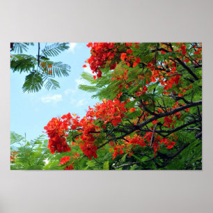 Hawaiian Red Floral Print Poster