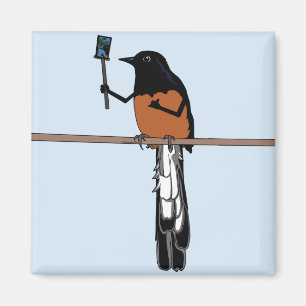 Hawaiian Shama Bird Selfie  Magnet