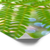 Hawaiian Tree Fern Frond Unfurling Poster (Ecke)