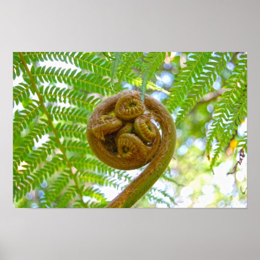 Hawaiian Tree Fern Frond Unfurling Poster (Vorne)