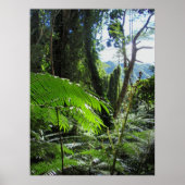 Hawaiian Tree Ferns Poster (Vorne)