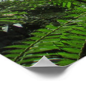 Hawaiian Tree Ferns Poster (Ecke)