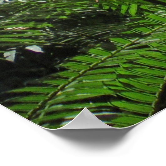 Hawaiian Tree Ferns Poster (Ecke)