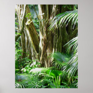 Hawaiian Tropical Rain Forest Poster