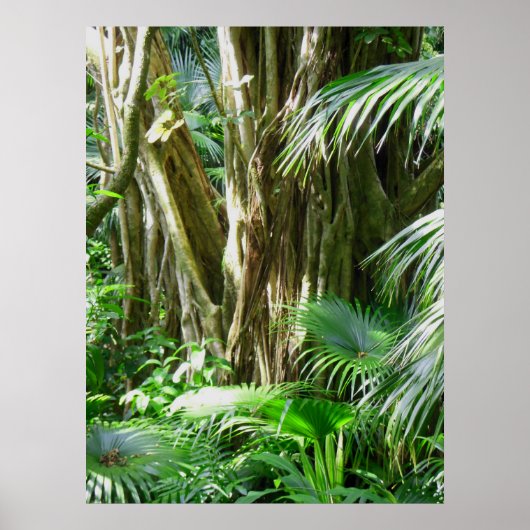 Hawaiian Tropical Rain Forest Poster (Vorne)