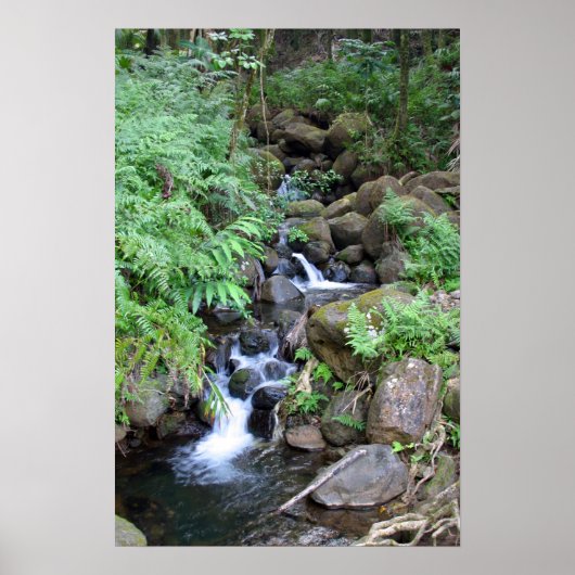 Hawaiian Tropical Stream Print Poster (Vorne)
