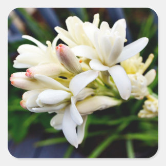 Hawaiian Tuberose Cluster Quadratischer Aufkleber