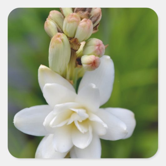Hawaiian Tuberose Quadratischer Aufkleber (Vorderseite)
