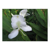 Hawaiian White Ginger Blume (Vorderseite (Horizontal))