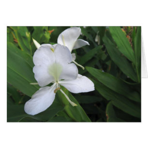 Hawaiian White Ginger Blume