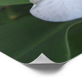 Hawaiian White Ginger Blume Poster (Ecke)